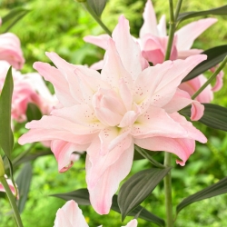 Lily - Lotus Spring - Oriental, Double - Large Pack! - 10 pcs.