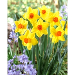Narcizas - Brackenhurst - 5 gėlių svogūnėlių