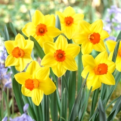 Daffodil - Brackenhurst - GIGA Pack! - 250 pcs