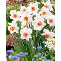 Narcizas - Cool Flame - 5 gėlių svogūnėlių