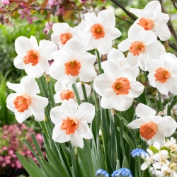 Narcizas - Cool Flame - 5 gėlių svogūnėlių