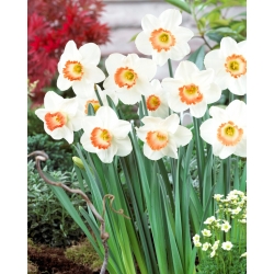 Narcizas - Pink Charm - 5 gėlių svogūnėlių