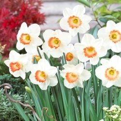 Daffodil - Pink Charm - Large Pack! - 50 pcs