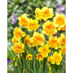 Daffodil - Slice of Life - GIGA Pack! - 250 pcs