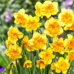 Daffodil - Slice of Life - Large Pack! - 50 pcs
