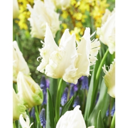 Tulpė - Agrass Parrot - 5 gėlių svogūnėlių