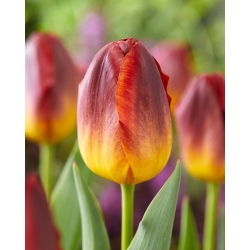 Tulipán - Amberglow - 5 květinových cibulek