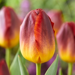 Tulip - Amberglow - GIGA Pack! - 250 pcs