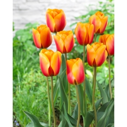 Tulipa - Cash - 5 peças