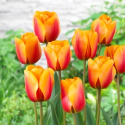 Tulipán - Cash - 5 květinových cibulek