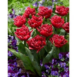 Tulip - Cranberry Thistle - Large Pack! - 50 pcs