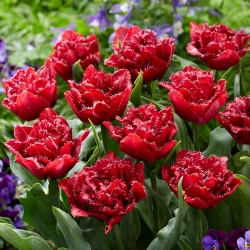 Tulipa - Cranberry Thistle - 5 peças