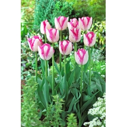 Tulipán - Del Piero - 5 květinových cibulek