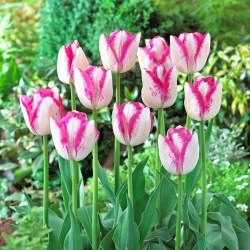 Tulip - Del Piero - 5 pcs