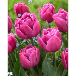 Tulpė - Double You - 5 gėlių svogūnėlių