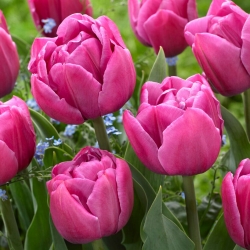 Tulpė - Double You - 5 gėlių svogūnėlių