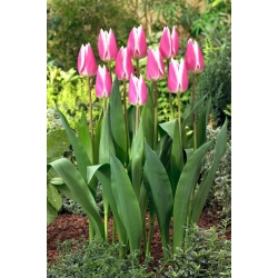 Tulip - Early Surprise - Large Pack! - 50 pcs