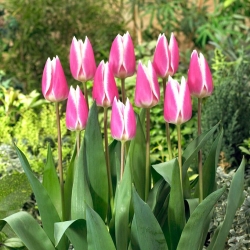 Tulpė - Early Surprise - 5 gėlių svogūnėlių