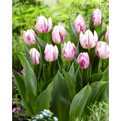 Tulip - Flaming Prince - Large Pack! - 50 pcs