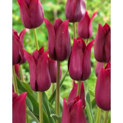Tulipán - Merlot - 5 piezas