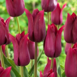 Tulip - Merlot - Large Pack! - 50 pcs