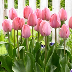 Tulpė - Mystic Van Eijk - 5 gėlių svogūnėlių