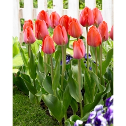 Tulpė - Orange Van Eijk - 5 gėlių svogūnėlių