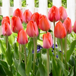 Tulpė - Orange Van Eijk - 5 gėlių svogūnėlių