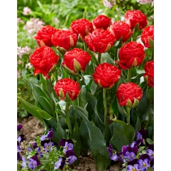 Tulipan "Pamplona" - 5 čebulic