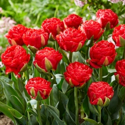 Tulipan "Pamplona" - 5 čebulic