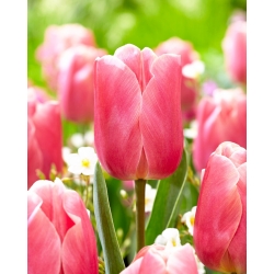 Tulip - Pink Jimmy - Large Pack! - 50 pcs