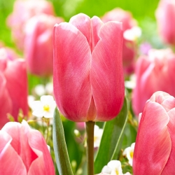 Tulipán - Pink Jimmy - 5 květinových cibulek