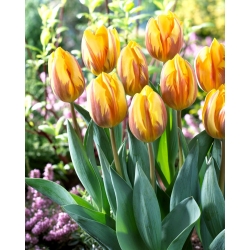 Tulipán - Prinses Margriet - 5 květinových cibulek