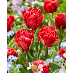 Tulpė - Red Foxtrot - 5 gėlių svogūnėlių