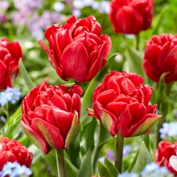 Tulpė - Red Foxtrot - 5 gėlių svogūnėlių