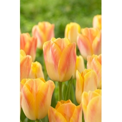 Tulipán - Salmon Dynasty - 5 piezas