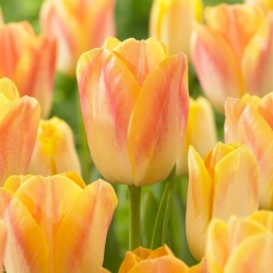 Tulipan "Salmon Dynasty" - 5 čebulic