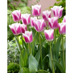 Tulip - Siesta - GIGA Pack! - 250 pcs