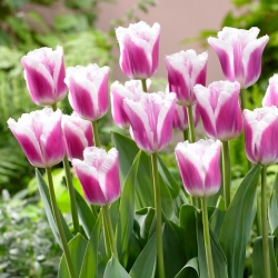Tulip - Siesta - Large Pack! - 50 pcs