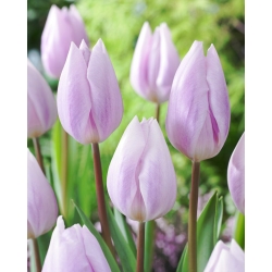 Tulpė - Silver Cloud - 5 gėlių svogūnėlių