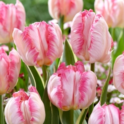 Tulipán - Silver Parrot - 5 květinových cibulek