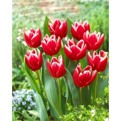 Tulpė - Vampire - 5 gėlių svogūnėlių