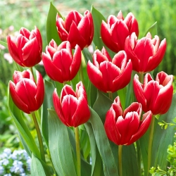 Tulip - Vampire - 5 pcs