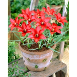 Tulipán - Linifolia - Giga csomag - 250 db