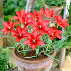 Tulipán - Linifolia - 5 piezas