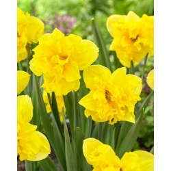 Daffodil - Sailorman - Large Pack! - 50 pcs