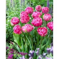 Tulpė - Amazing Grace - 5 gėlių svogūnėlių