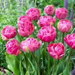 Tulpė - Amazing Grace - 5 gėlių svogūnėlių