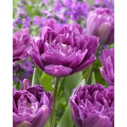Tulip - Blue Spectacle - GIGA Pack! - 250 pcs