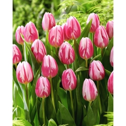 Tulip - Bojangles - GIGA Pack! - 250 pcs